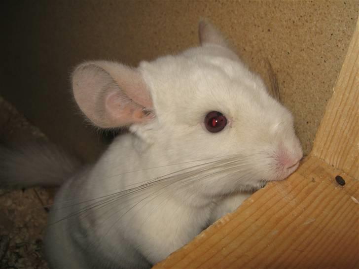 Chinchilla Snefnug billede 5
