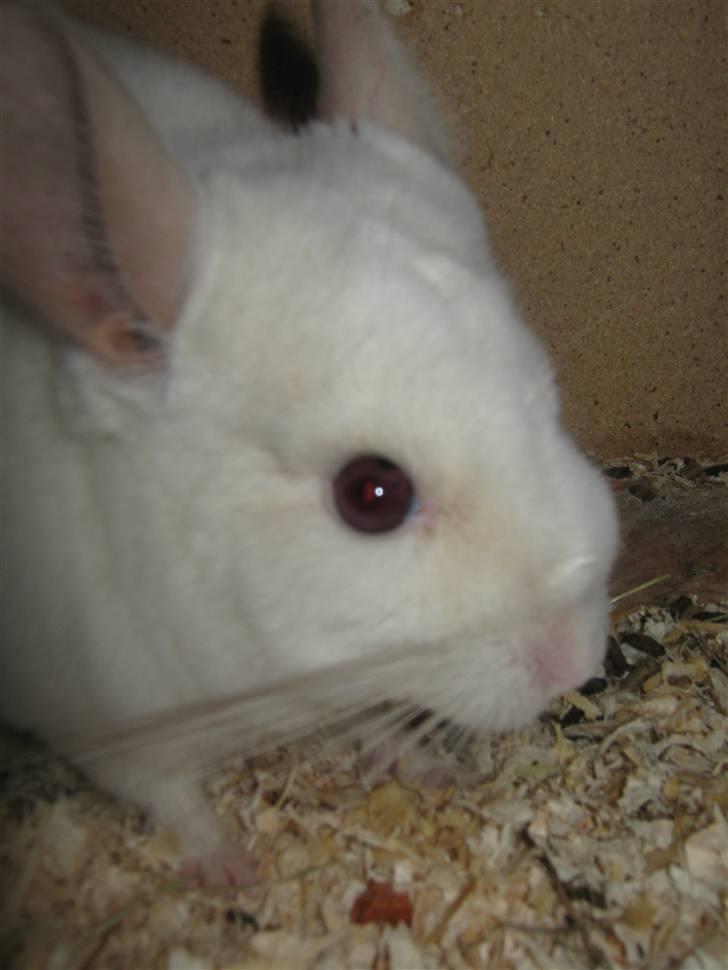 Chinchilla Snefnug billede 6
