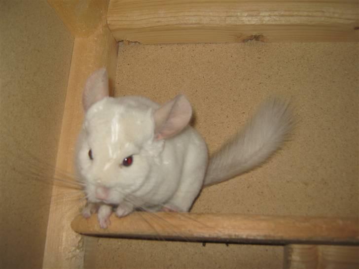 Chinchilla Snefnug billede 7