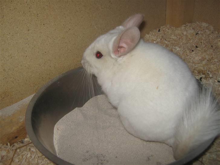 Chinchilla Snefnug billede 8