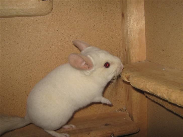 Chinchilla Snefnug billede 9