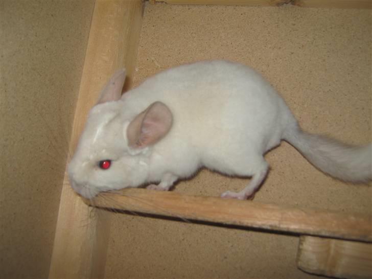 Chinchilla Snefnug billede 12