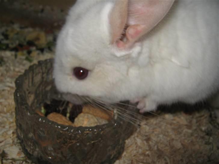 Chinchilla Snefnug billede 13