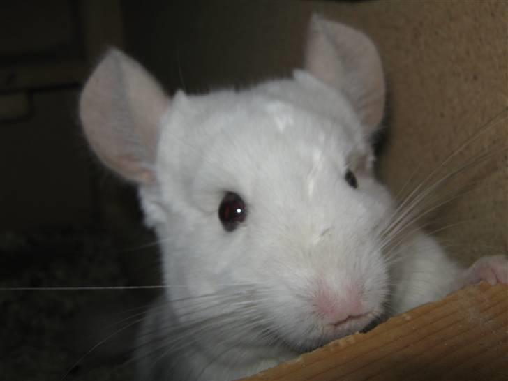 Chinchilla Snefnug billede 14