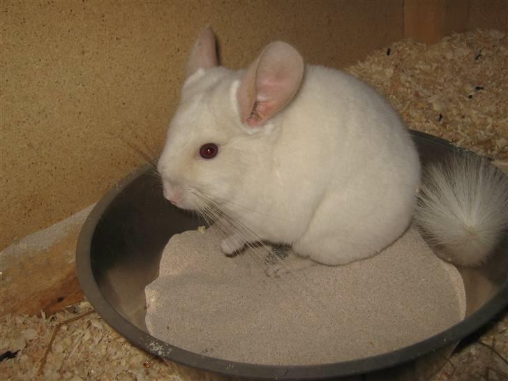 Chinchilla Snefnug billede 15