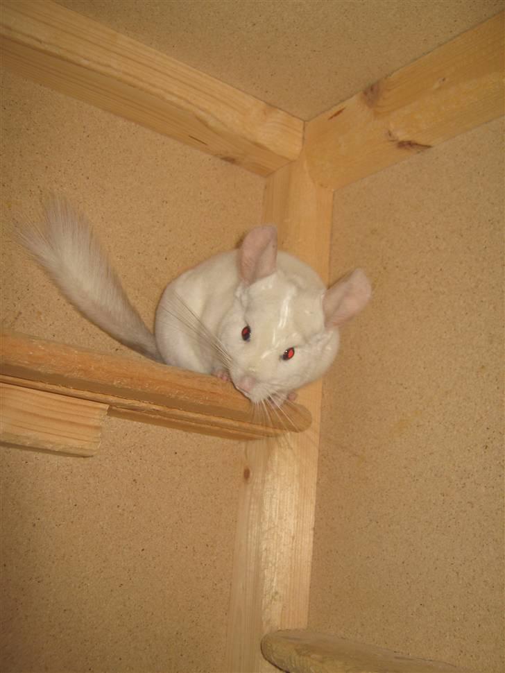 Chinchilla Snefnug billede 17