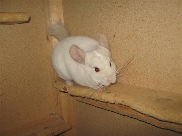 Chinchilla Snefnug billede 18