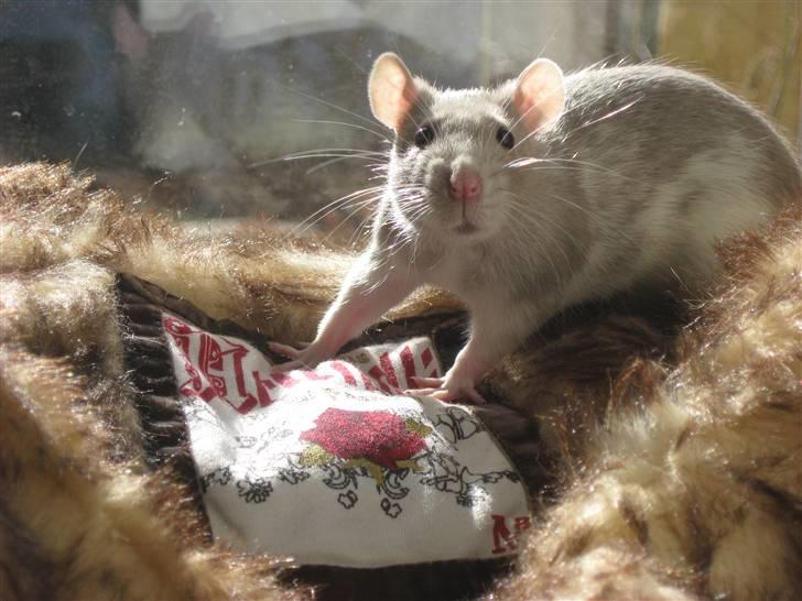 Tamrotte Mango R.I.P :'(  - Velkommen til Mango´s profil :D - Mango soler sig i vindues karmen !  billede 1