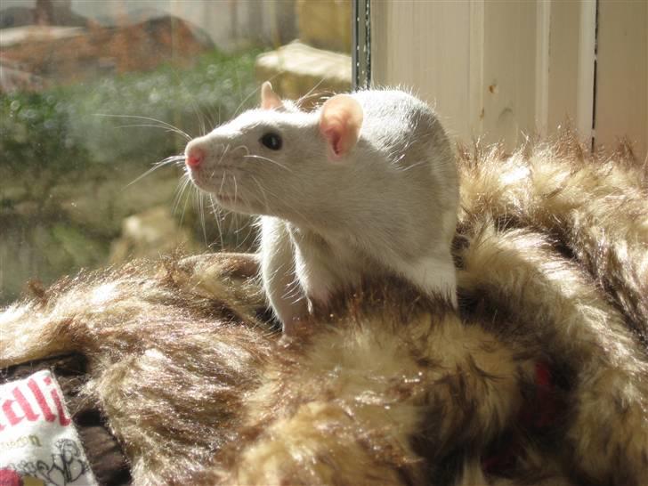 Tamrotte Mango R.I.P :'(  - ♥ billede 2