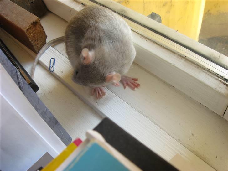 Tamrotte Mango R.I.P :'(  - Mango vasker sig !  billede 3