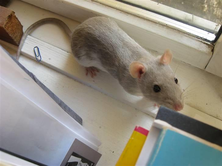 Tamrotte Mango R.I.P :'(  - Her går Mango på opdagelse !! billede 4