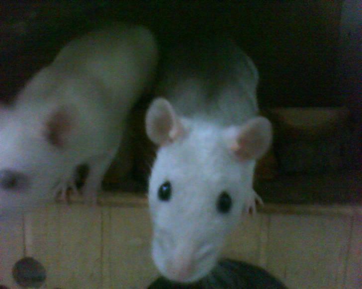 Tamrotte Mango R.I.P :'(  - Mango & hendes søster Flitz billede 5