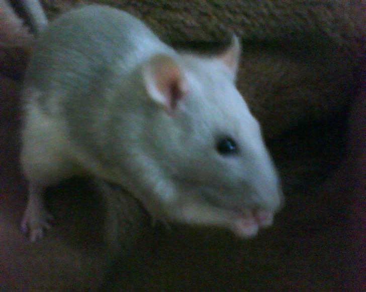 Tamrotte Mango R.I.P :'(  - Mango spiser :)  billede 6