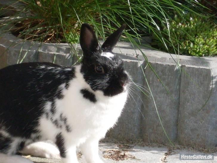 Kanin Rest In Peace Chanty billede 1