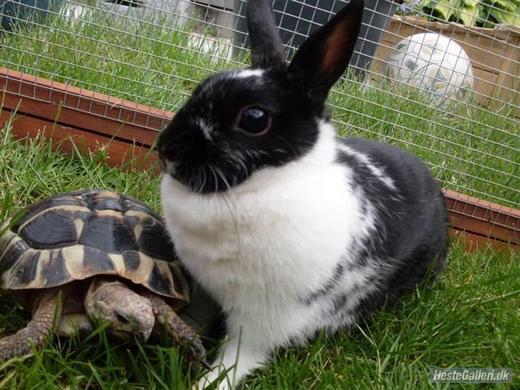 Kanin Rest In Peace Chanty billede 2