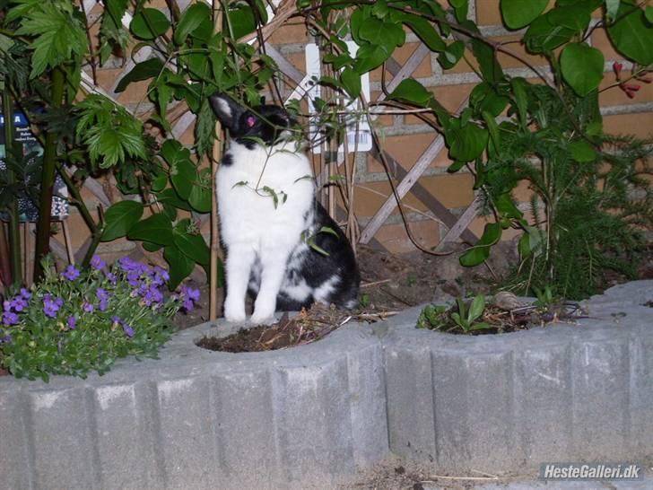 Kanin Rest In Peace Chanty billede 3