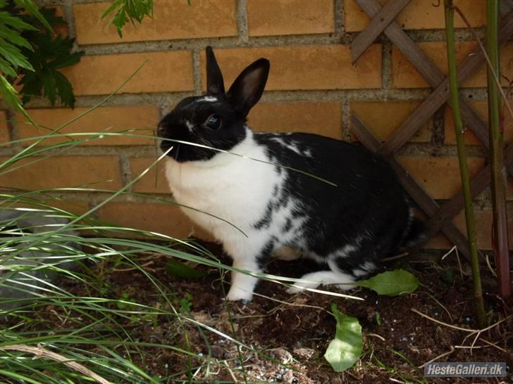 Kanin Rest In Peace Chanty billede 4