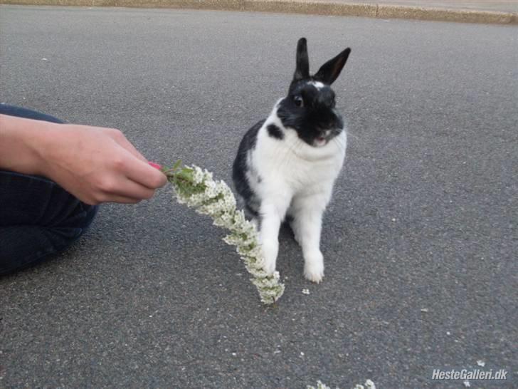 Kanin Rest In Peace Chanty billede 5