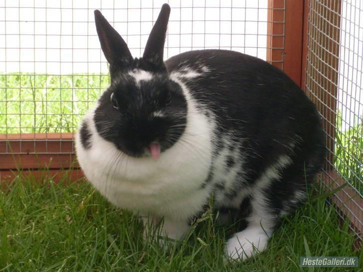 Kanin Rest In Peace Chanty billede 6