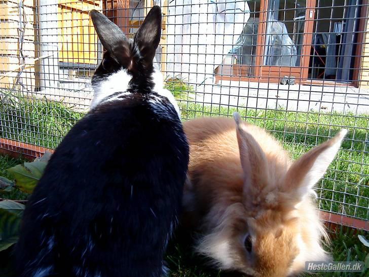 Kanin Rest In Peace Chanty billede 7