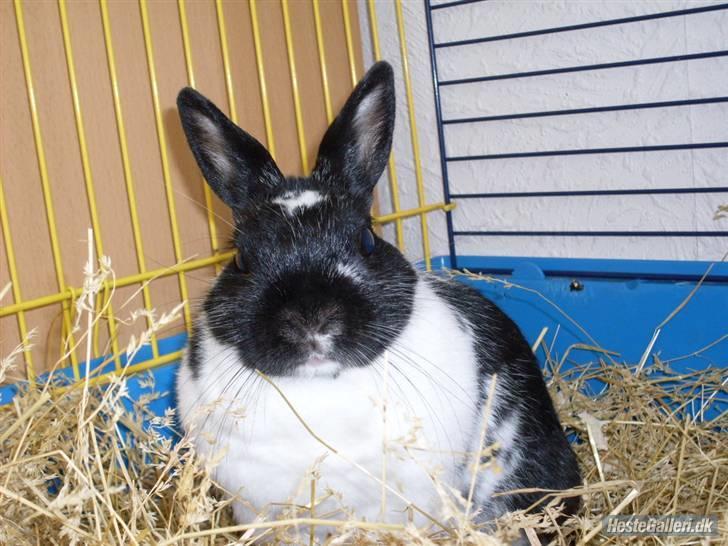 Kanin Rest In Peace Chanty billede 8