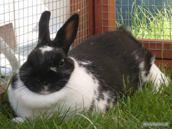 Kanin Rest In Peace Chanty billede 9