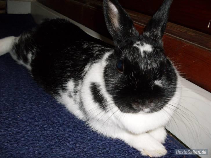 Kanin Rest In Peace Chanty billede 10