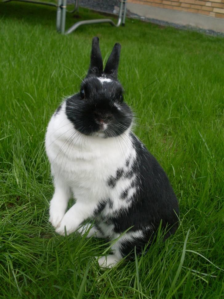 Kanin Rest In Peace Chanty billede 11