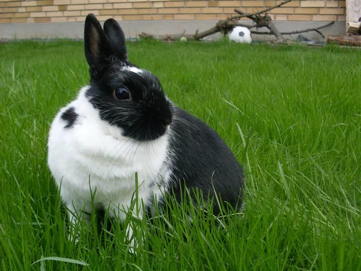 Kanin Rest In Peace Chanty billede 12