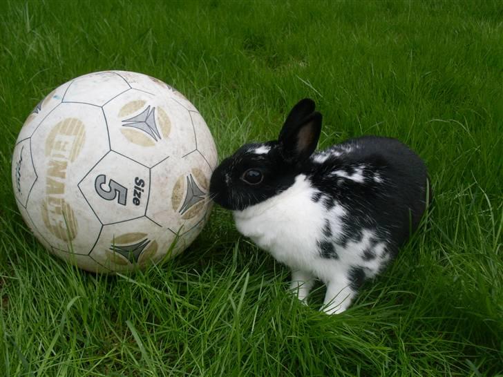 Kanin Rest In Peace Chanty billede 13