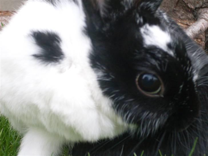 Kanin Rest In Peace Chanty billede 14