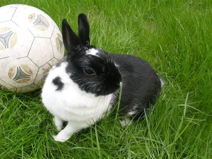 Kanin Rest In Peace Chanty billede 15