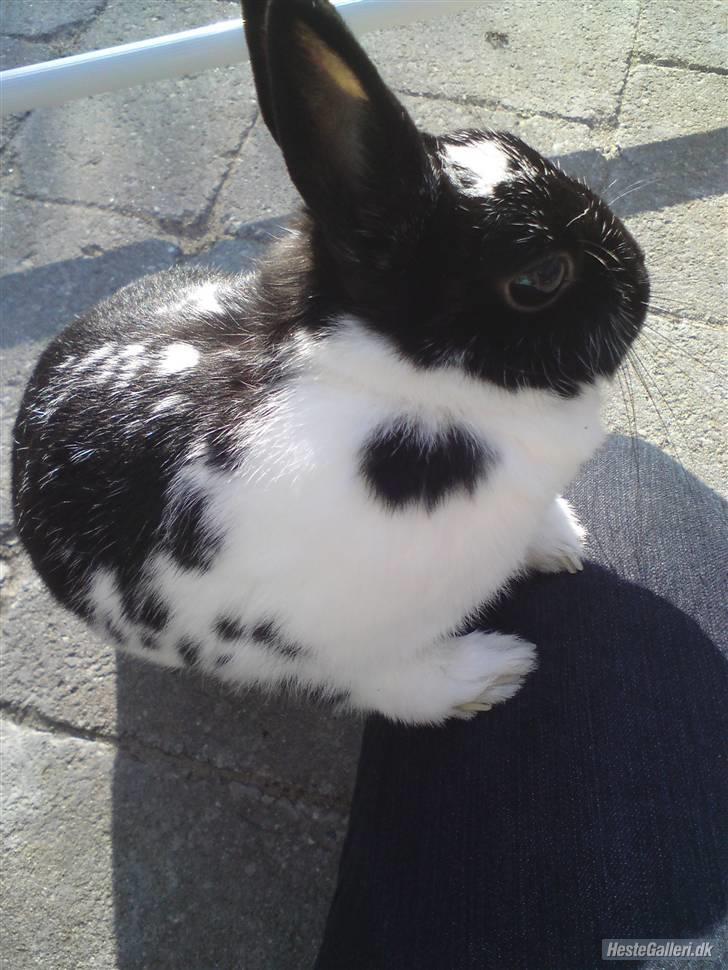 Kanin Rest In Peace Chanty billede 16