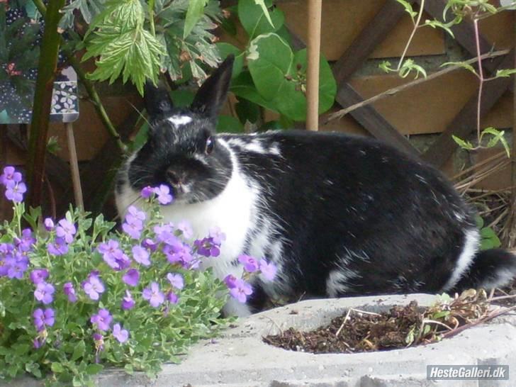 Kanin Rest In Peace Chanty billede 17