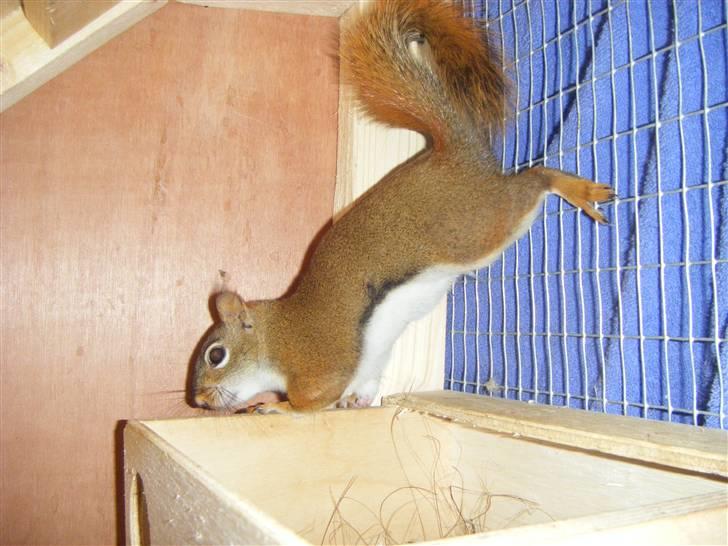 Egern Timo - Timo nysgerrig og stamper billede 1