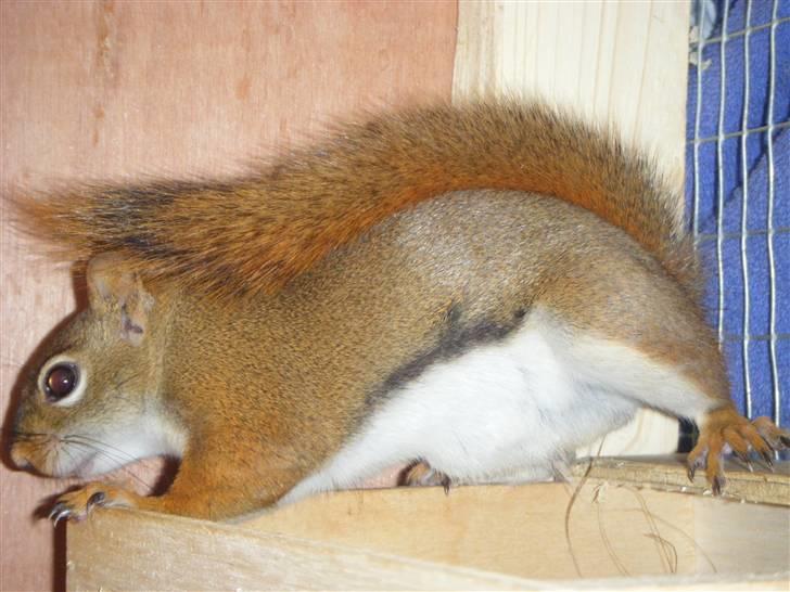 Egern Timo - timo  billede 2