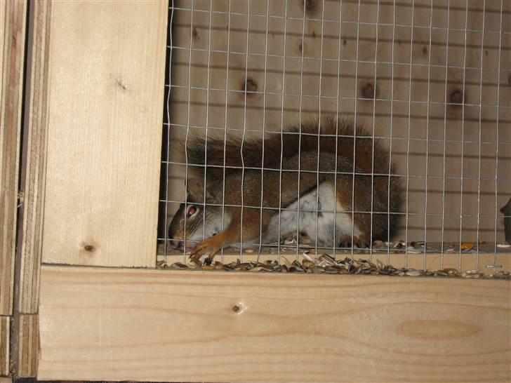 Egern Timo - hehe timo prøver virkelig billede 3