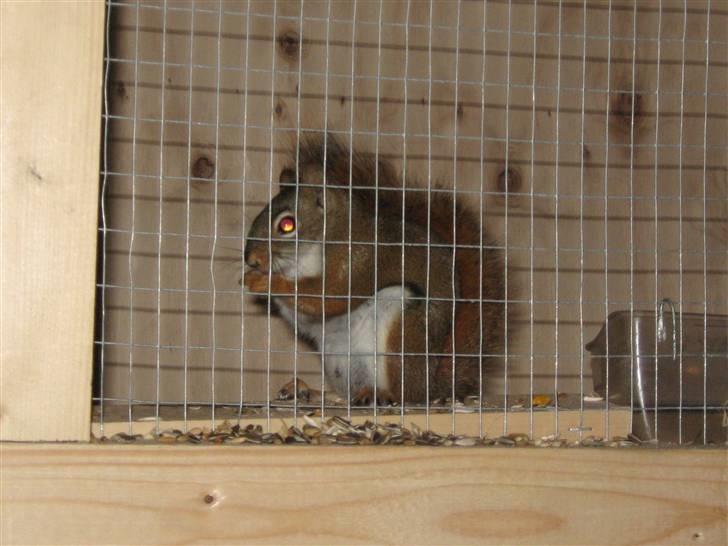 Egern Timo - Timo spiser billede 4