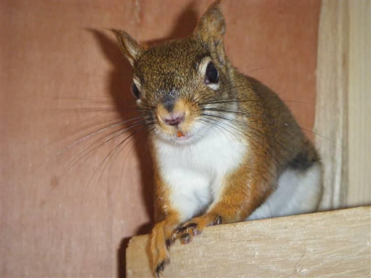 Egern Timo - Timo  billede 5