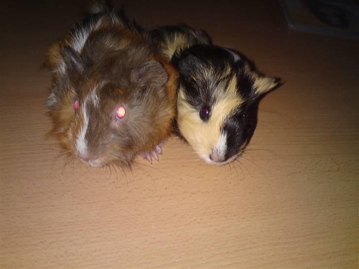 Marsvin guffe - guffe og hans bror pjuske billede 6