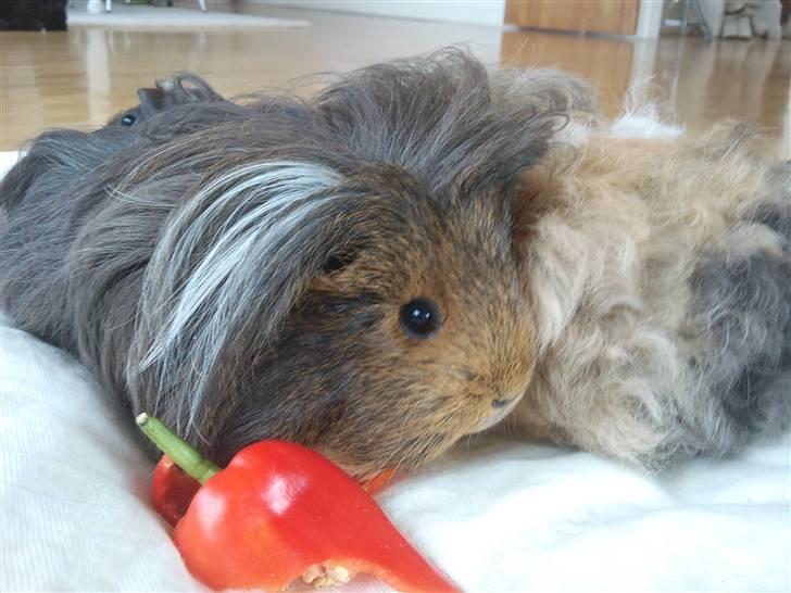 Marsvin sheltie . Mummi billede 1