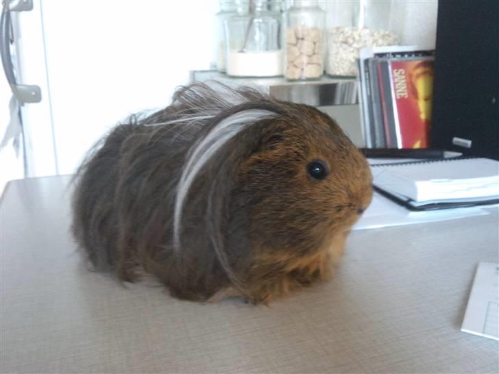 Marsvin sheltie . Mummi billede 2