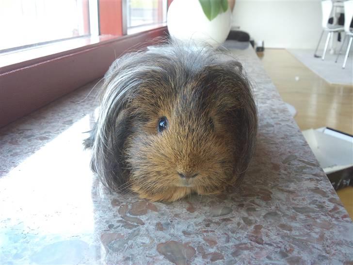 Marsvin sheltie . Mummi billede 3