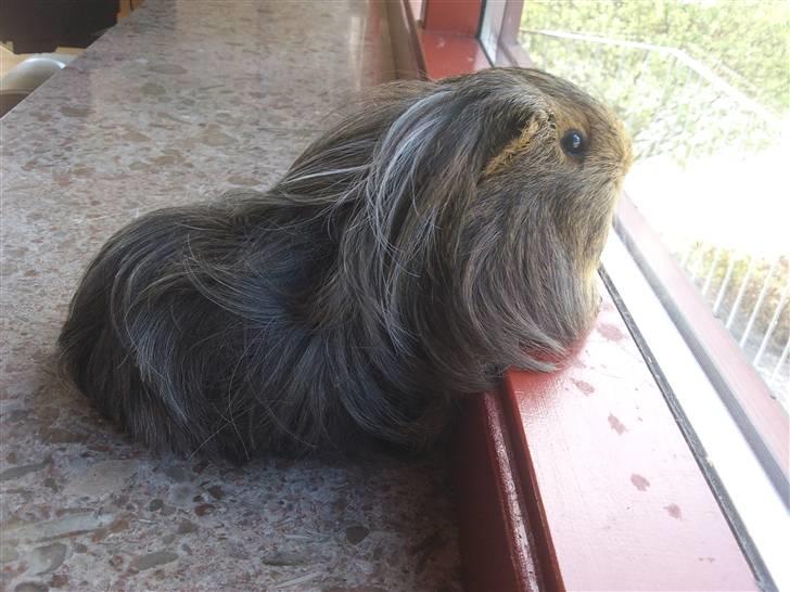 Marsvin sheltie . Mummi billede 4