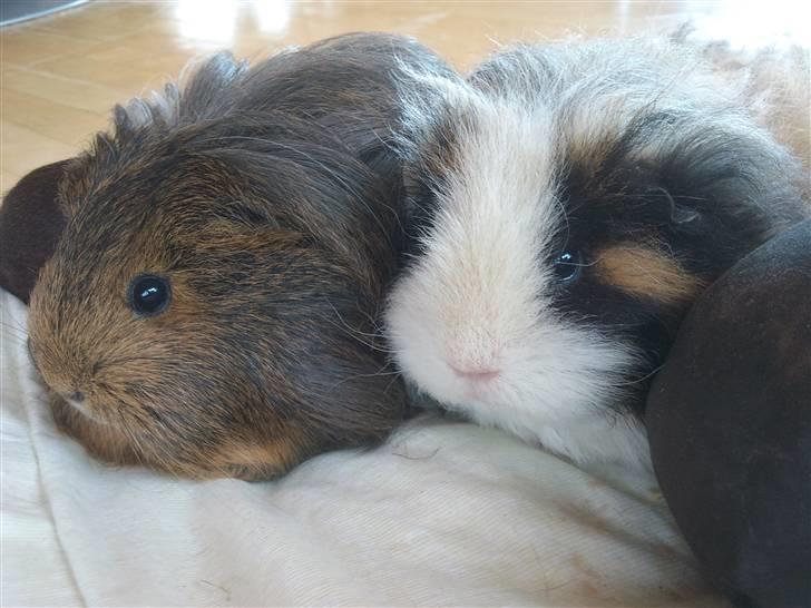 Marsvin sheltie . Mummi billede 5