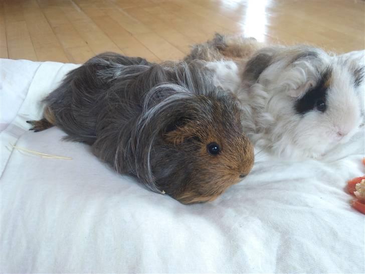 Marsvin sheltie . Mummi billede 6