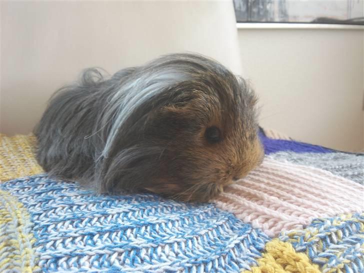 Marsvin sheltie . Mummi billede 7