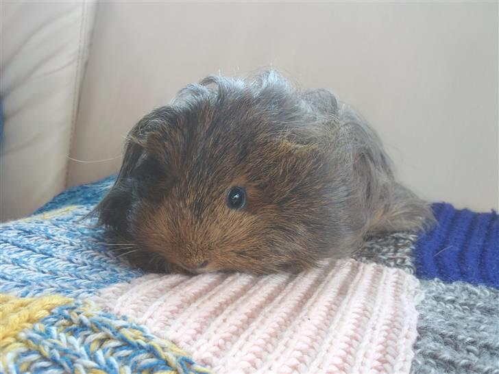 Marsvin sheltie . Mummi billede 8