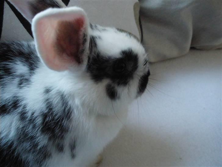 Kanin Soleima Solgt :'( billede 1