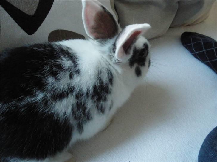 Kanin Soleima Solgt :'( billede 2